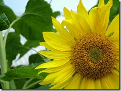 foto-a-foglia-verde-solstizio-nb33863